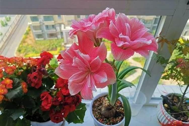 朱顶红只长叶子不开花原因及处理方法