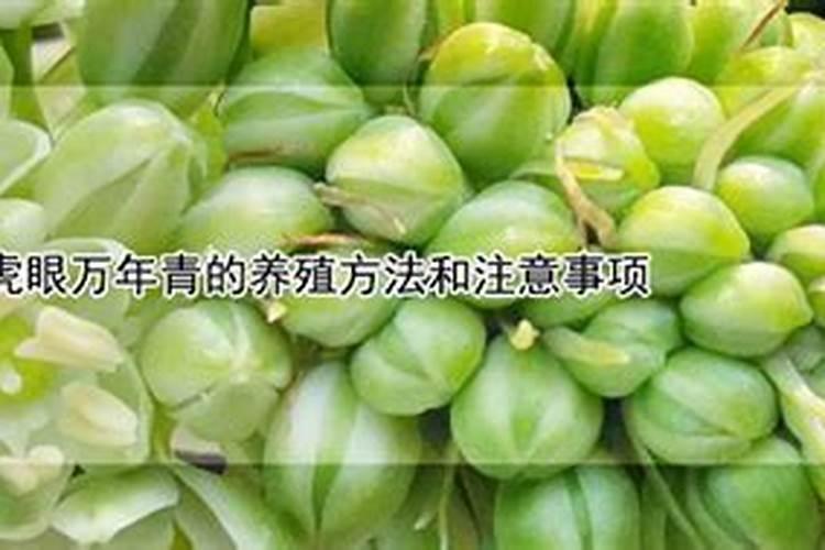 万年青好养活吗 万年青怎么施肥长得好