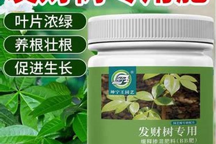 富贵树的施肥方法