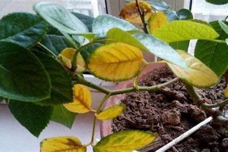 养花用矿原黄腐酸钾比例多少最好