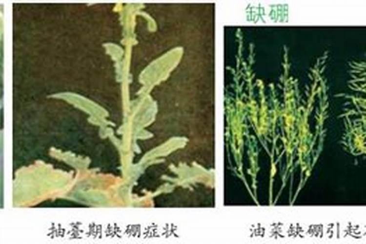 一亩地用多少硼肥 如何正确施硼肥