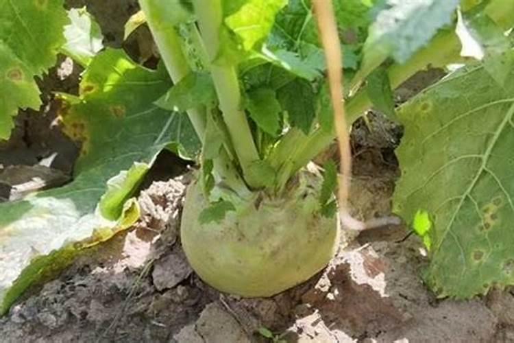 芥菜疙瘩种植时间和方法 芥菜疙瘩什么时候种植以及种植方法