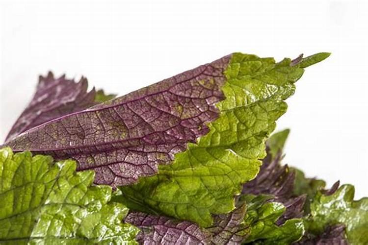 紫苏施什么肥最好