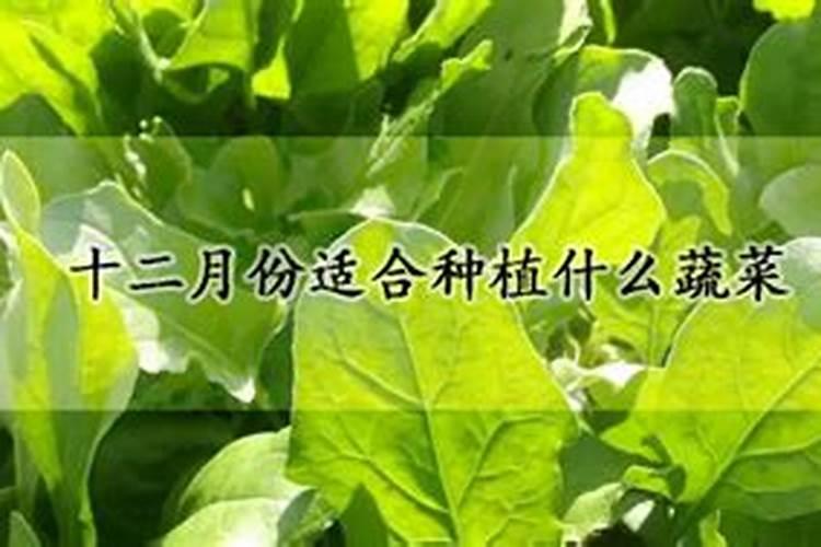 沃柑全年12个月管理及技术,沃柑产地集中在哪里