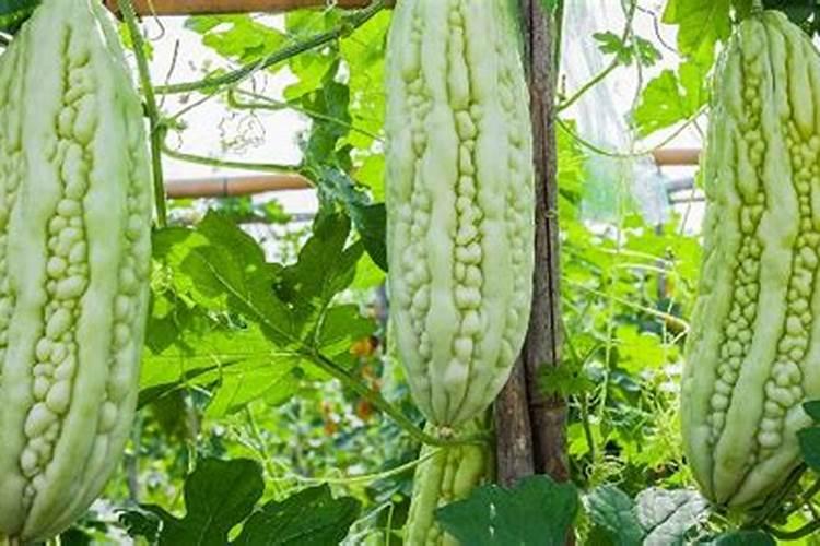 瓜类蔬菜种植中出现生理障害是什么原因导致的？如何防治？