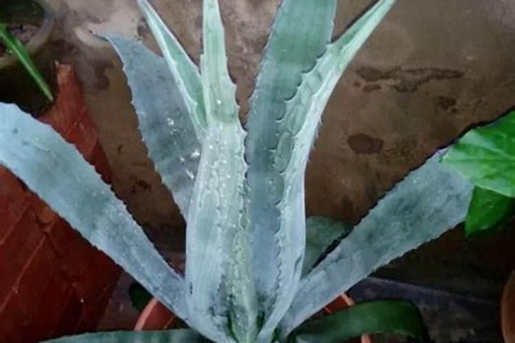 金边龙舌兰施肥方法