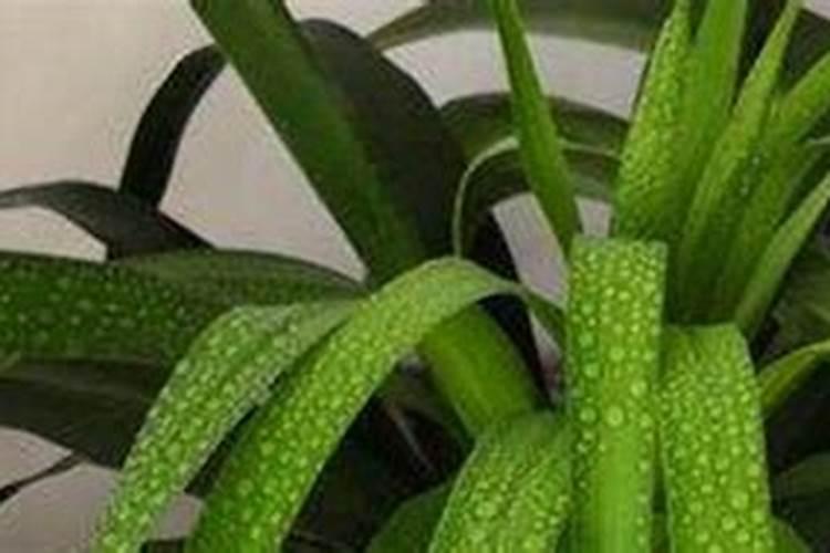 金边龙舌兰的养殖方法和注意事项