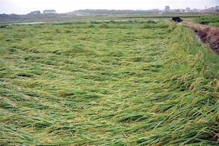 水稻倒伏是什么原因