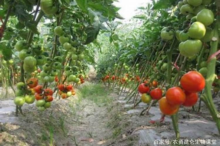 西红柿喜欢什么肥长得最好