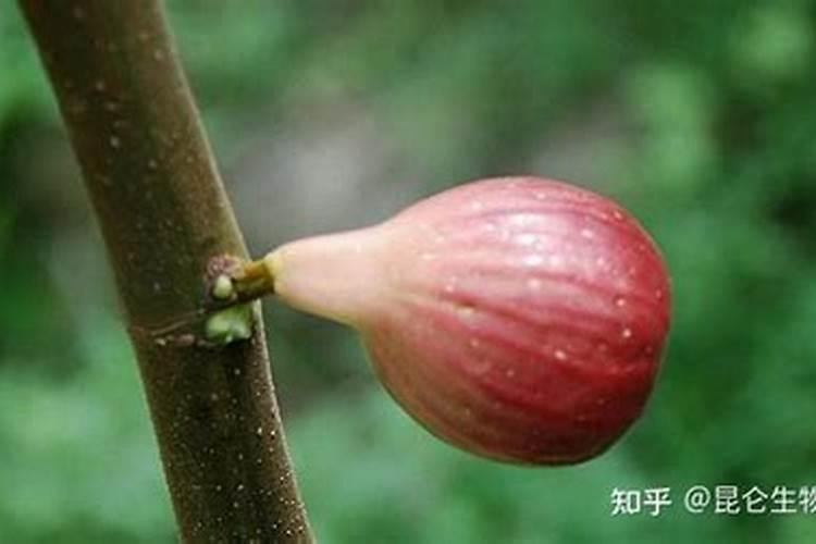 无花果施肥的正确方法