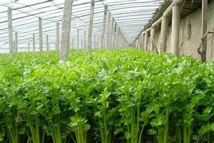 芹菜生长期需要什么样的肥料