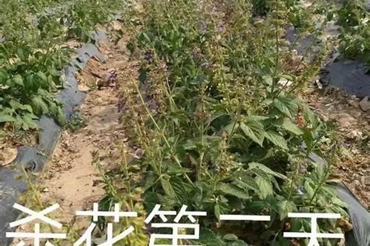 水溶肥的使用方法有哪些,中药材追施叶面肥的效果怎么样？