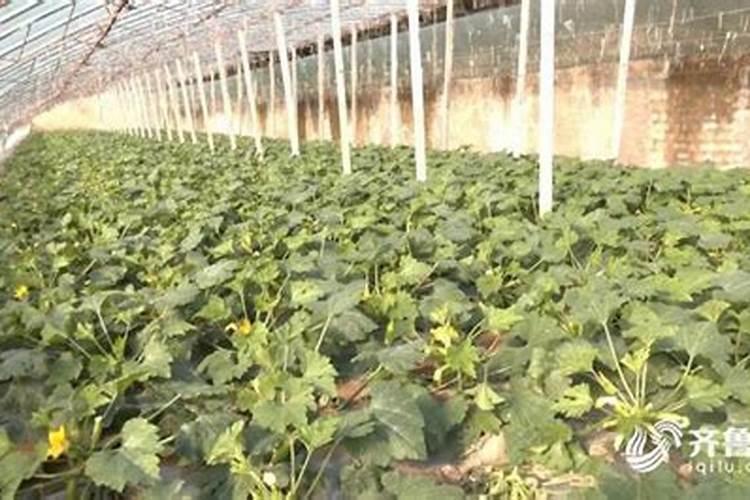 露地西葫芦种植技术