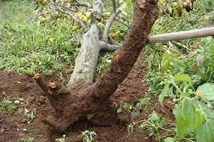 多肉老桩雨滴 冰梅 雨和张 法师 该怎么养？