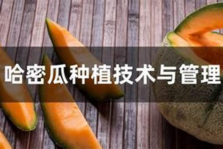 哈密瓜种植管理技术的几个关键步骤