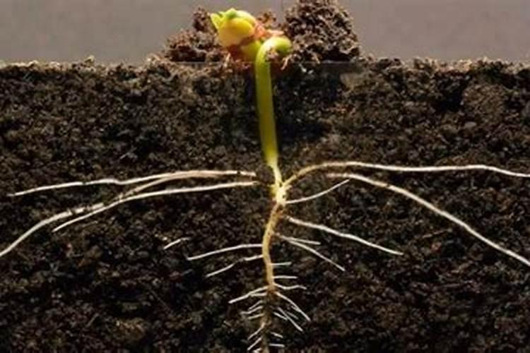 播种多天,一直没有发芽,扒开土来看,发现种子发霉了!怎么回事？!