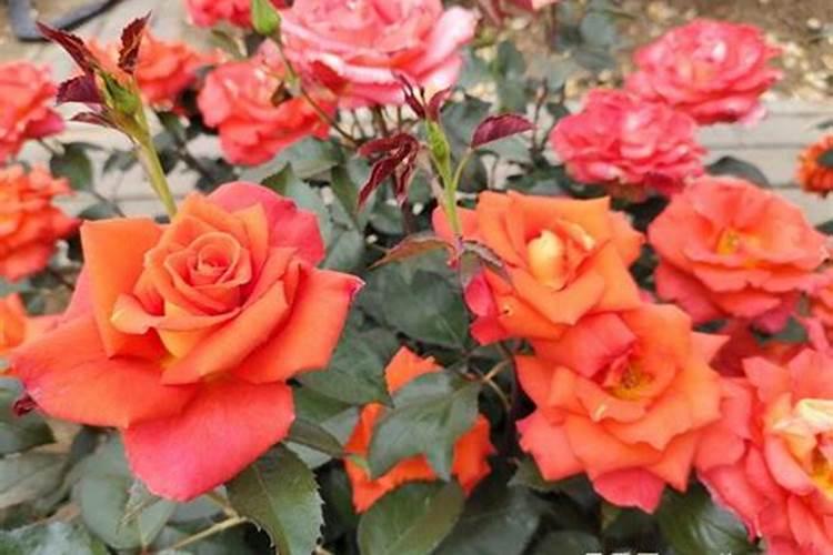 月季为什么要喷施叶面肥杀菌剂添加叶面肥有何作用