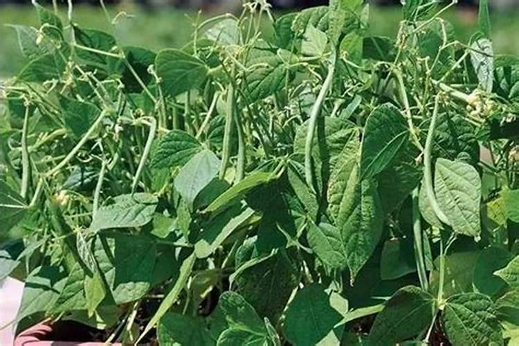 四季豆全年施肥时间及施肥方法