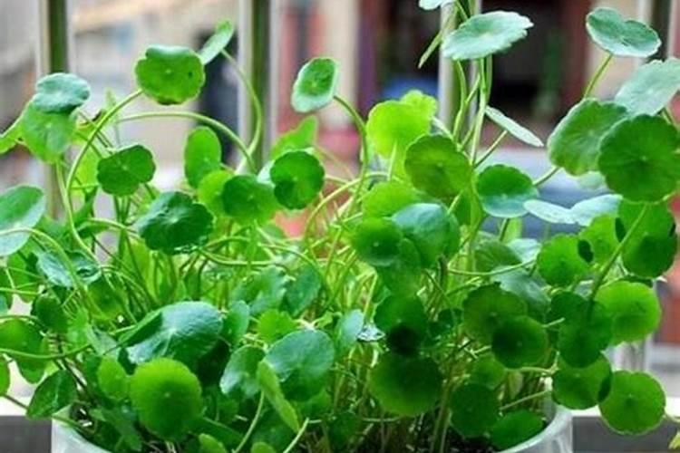 铜钱草浇什么肥最好