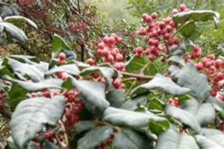 花椒叶面肥多久打好