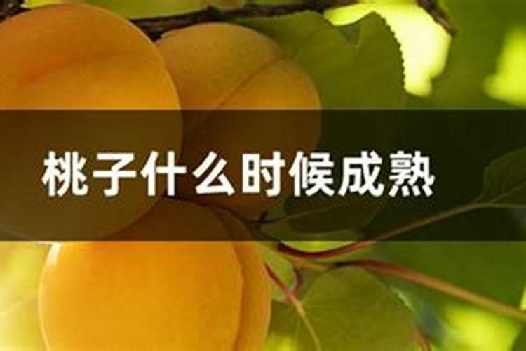 快要成熟的桃子出现裂口情况怎么去应对