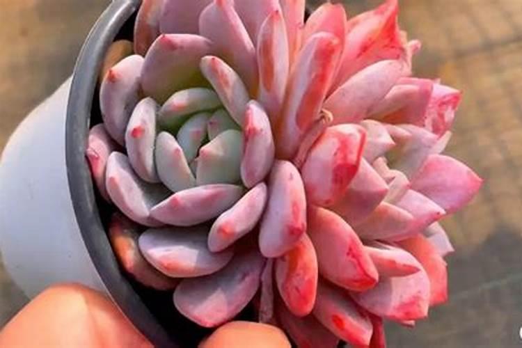 怎样给多肉施肥