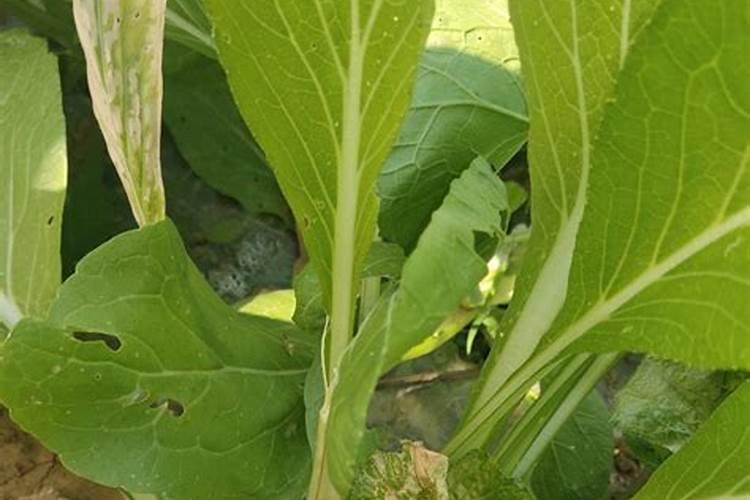 菜心怎么种才不招虫 种菜心不招虫方法