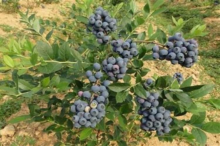 蓝莓用什么肥料最合适怎样给蓝莓施肥