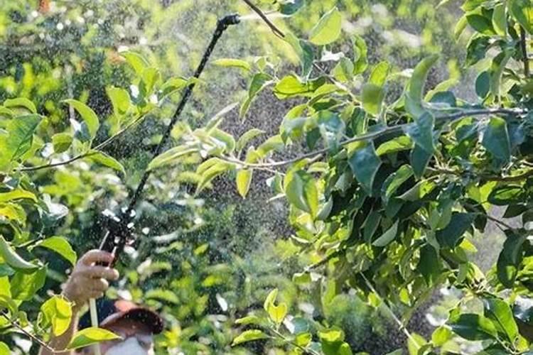 栀子花基肥放什么肥料？基肥怎么施？