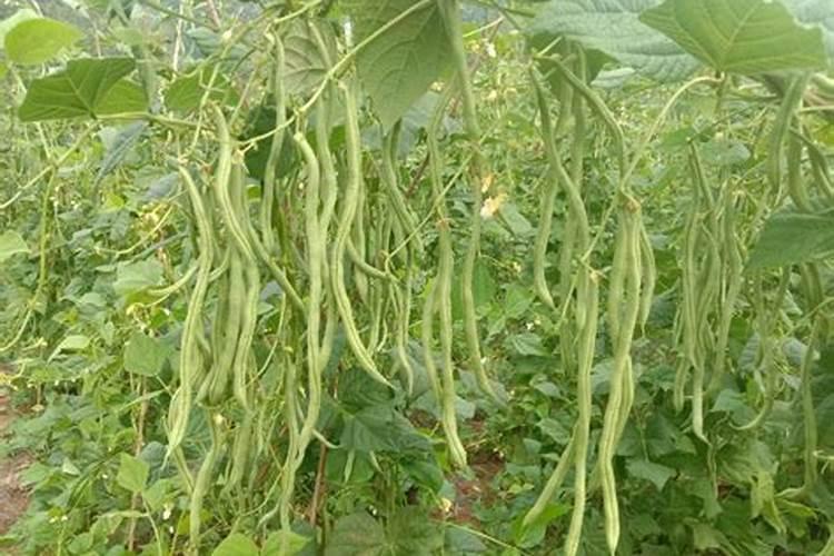豆角用什么肥料产量高