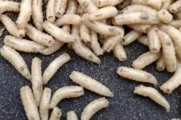 发酵鱼蛋白长虫子怎么办