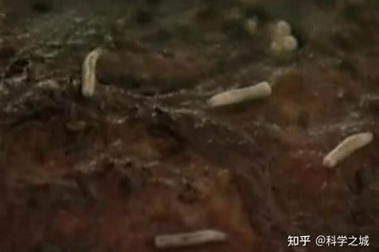 蛋白虫到底是什么虫子？怎么消灭？