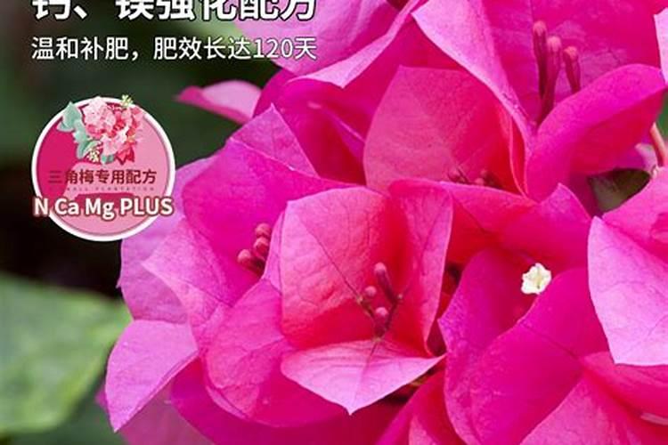 三角梅施肥的正确方法 三角梅要施什么肥才能开花