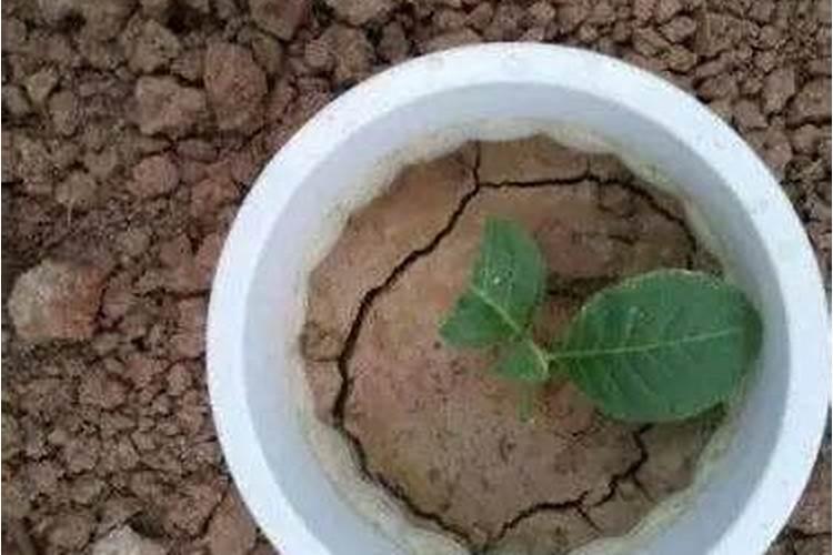 美女樱氮肥施多不开花怎么办？