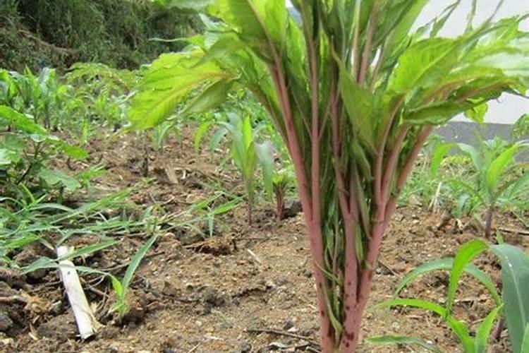 种植魔芋的大忌