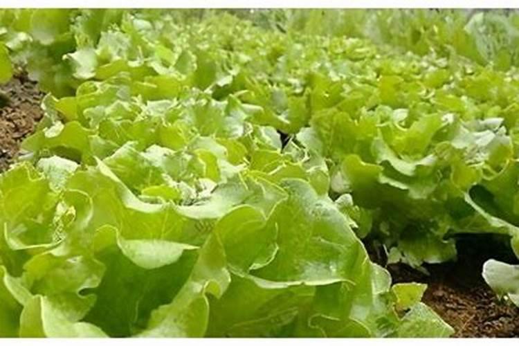 赤小豆为什么不开花