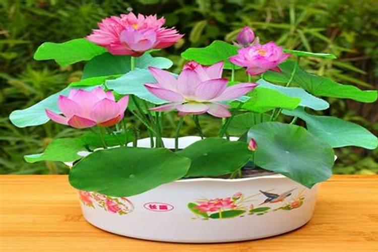 碗莲用什么肥料,怎么施肥