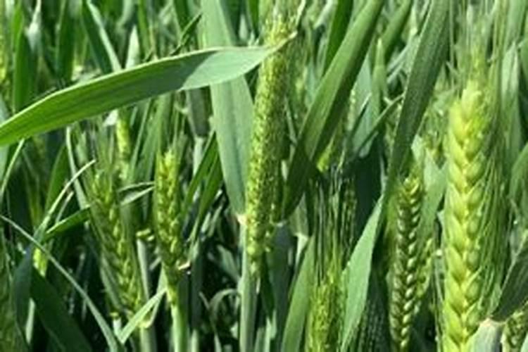 麦子灌浆期打什么叶面肥好