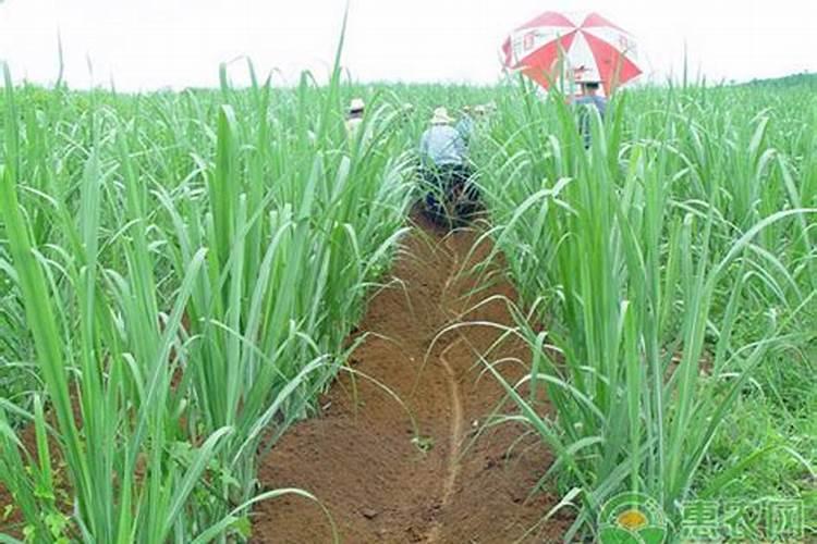 秋植甘蔗、冬植甘蔗和春植甘蔗栽培措施的侧重点有何不同？