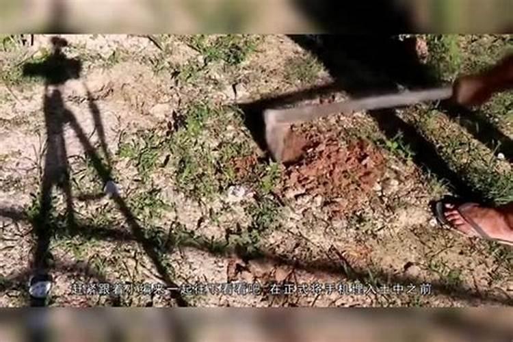 鱼内脏可以直接埋土里做肥料吗