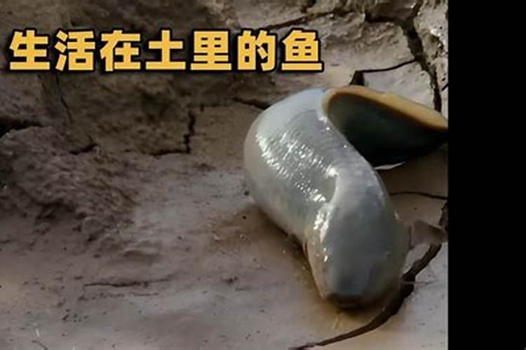 碗莲养鱼怎么施肥是在土里还是在水里