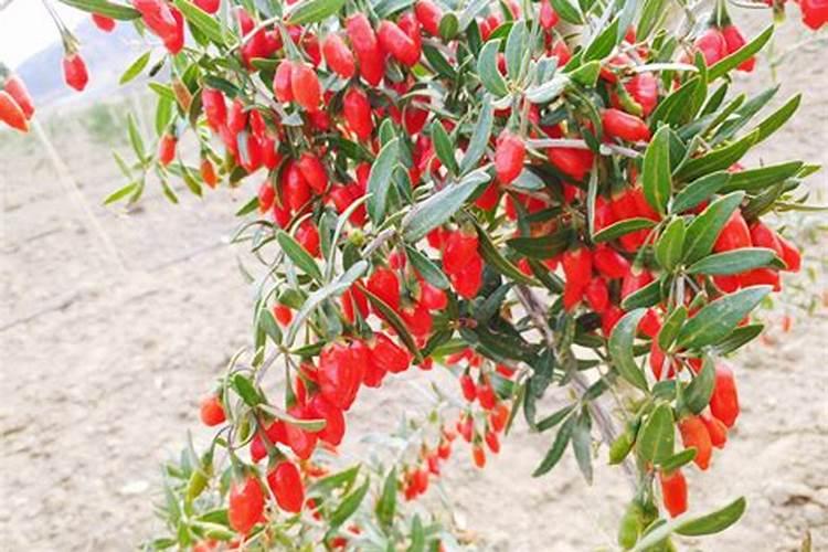 枸杞怎么施肥好