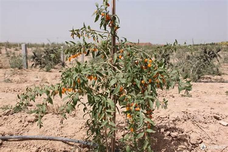 种植枸杞需要施底肥吗？该如何进行施肥呢？