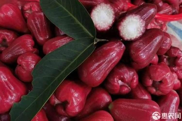 点状花材有哪些花