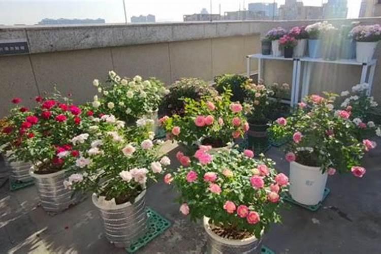 盆栽月季花要施什么肥,一般什么时候施肥？