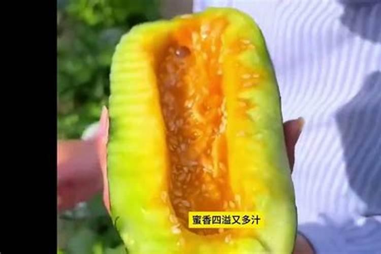 种植又香又甜的甜瓜施肥技巧