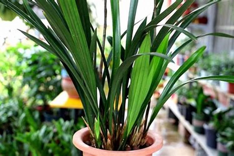 磷酸二氢钾使用方法兰花