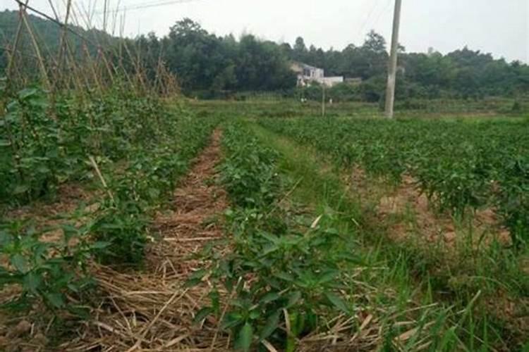 辣椒苗施肥过多烧苗怎么办？