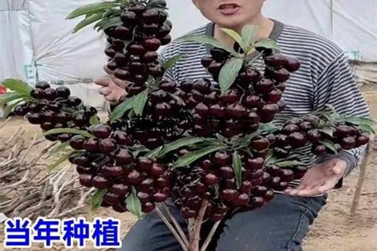 车厘子需要用哪种肥料增甜？什么时间段施肥？