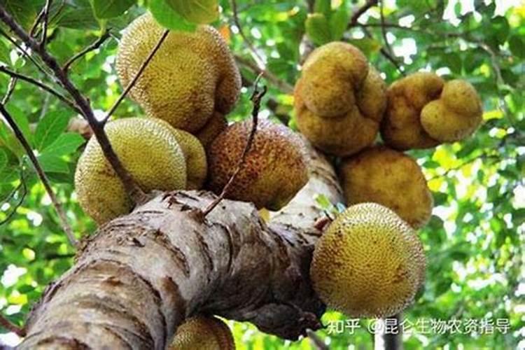 菠萝蜜属树苗需要用什么肥料？